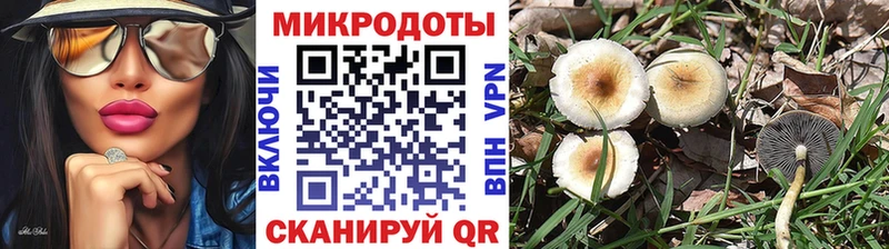 Псилоцибиновые грибы Psilocybine cubensis  Абинск 
